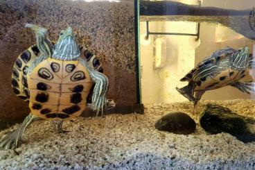 Schildkröten  kaufen und verkaufen Foto: Rotwangen-Schmuckschildkröte