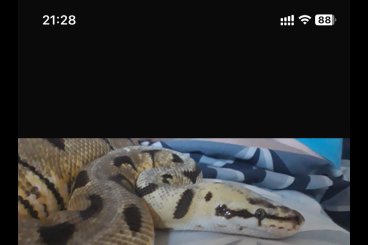 Königspythons kaufen und verkaufen Foto: Königspython W. inkl Terrarium!