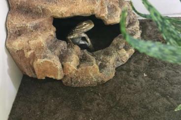 Bearded dragons kaufen und verkaufen Photo: Zwergbartagame sucht neues Zuhause