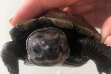 Turtles and Tortoises kaufen und verkaufen Photo: Distinguished Chinese stripe-necked turtle  for free