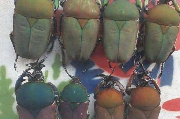 Insekten kaufen und verkaufen Foto: Various Tropical Beetles 