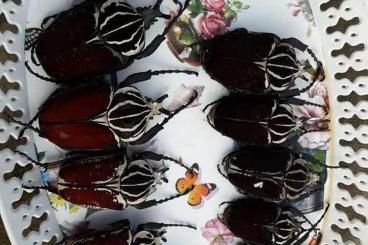 Insekten kaufen und verkaufen Foto: BEETLES AVAILABLE (ALIVE AND DEAD)