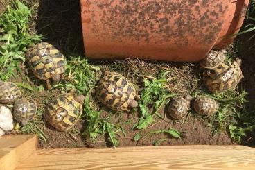 Landschildkröten kaufen und verkaufen Foto: Griechische Landschildkröte THB