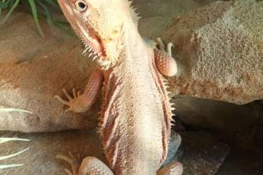 Bartagamen kaufen und verkaufen Foto: 1.0 Pogona vitticeps von 03.2024 Bartagamen kaufen und verkaufen Foto: 1.0 Pogona vitticeps von 03.2024