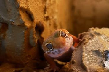 Geckos kaufen und verkaufen Foto: Leopardgecko Männchen, Drogon