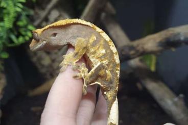 Geckos kaufen und verkaufen Photo: Kronengeckos/ Correlophus Ciliatus 