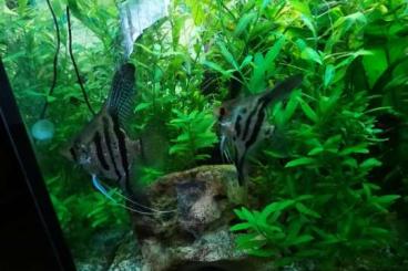 tanks kaufen und verkaufen Photo: Aquarium 240L Juwel.                   