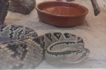 Venomous snakes kaufen und verkaufen Photo: Aufgrund von geplatzten Reservierung erneut abzugeben
