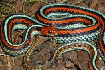 Schlangen kaufen und verkaufen Foto: Trade thamnophis concinnus