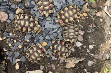 Landschildkröten kaufen und verkaufen Foto: Breitrandschildkröten aus 2024 im Raum Erfurt abzugeben 