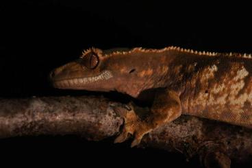 Geckos kaufen und verkaufen Foto: Crested gecko/Gecko à crête