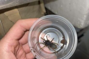 Spiders and Scorpions kaufen und verkaufen Photo: WHOLE SALE, Tarantulas, Trapdoors , Jumping spiders and others Spiders and Scorpions kaufen und verkaufen Photo: WHOLE SALE, Tarantulas, Trapdoors , Jumping spiders and others