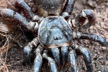 Spinnen und Skorpione kaufen und verkaufen Foto: SUMMER WHOLE SALE! Tarantulas , eresidae , jumping spiders and others Spinnen und Skorpione kaufen und verkaufen Foto: SUMMER WHOLE SALE! Tarantulas , eresidae , jumping spiders and others