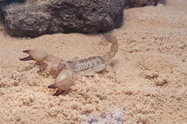 Scorpions kaufen und verkaufen Photo: Maurischer Skorpion mit oder ohne Terrarium 