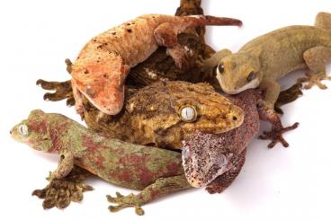 Geckos kaufen und verkaufen Foto: Neukaledonische Geckos NZ