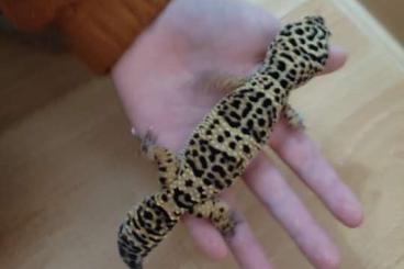 Geckos kaufen und verkaufen Foto: Leopardgecko 2 Jahre Weibchen 