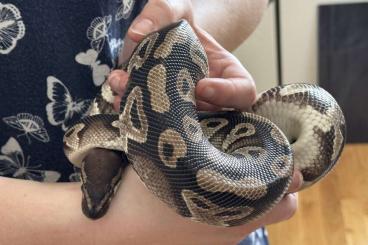 Ball Pythons kaufen und verkaufen Photo: Male Mystic 100% hetero Piebald