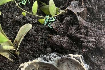 Poison dart frogs kaufen und verkaufen Photo: Dendrobates auratus 0,0,8