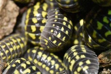 Insekten kaufen und verkaufen Foto: Bodenpolizei- Armadillidium gestroi