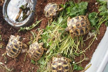 Landschildkröten kaufen und verkaufen Foto: Griechische Landschildkröten 