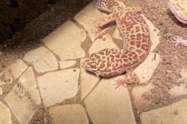 Echsen  kaufen und verkaufen Foto: Leopardgecko Super Giant dringend abzugeben