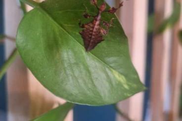 other Arthropoda kaufen und verkaufen Photo: Phyllium Giganteum L1, gr. wandelndes Blatt