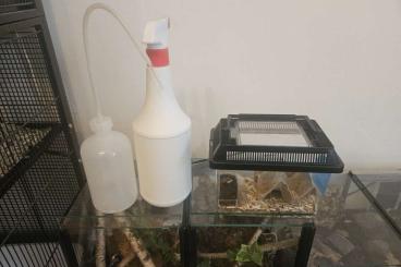 Vogelspinnen kaufen und verkaufen Foto: 4 vogelspinnen mit Terrarien 