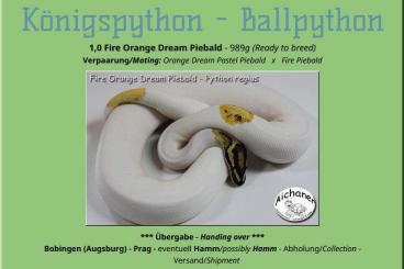 Ball Pythons kaufen und verkaufen Photo: Adulte Python regius - auch Tausch möglich!