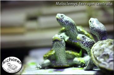 Turtles and Tortoises kaufen und verkaufen Photo: Malaclemys terrapin centrata 2023 - Tausch möglich!