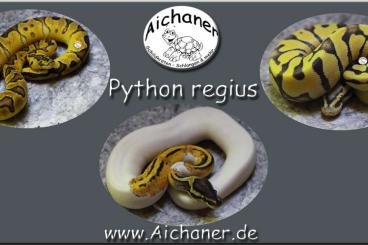 Ball Pythons kaufen und verkaufen Photo: Piebald-Clown-Desert Ghost - Python regius Ball Pythons kaufen und verkaufen Photo: Piebald-Clown-Desert Ghost - Python regius