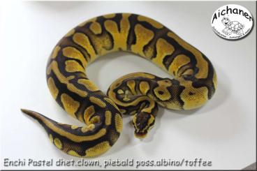 Ball Pythons kaufen und verkaufen Photo: Clown-Piebald 2024 - Python regius Ball Pythons kaufen und verkaufen Photo: Clown-Piebald 2024 - Python regius