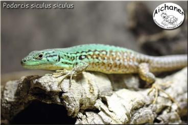 other lizards kaufen und verkaufen Photo: Podarcis s. siculus - Podarcis s.paulae other lizards kaufen und verkaufen Photo: Podarcis s. siculus - Podarcis s.paulae