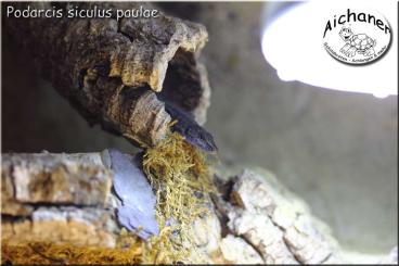 other lizards kaufen und verkaufen Photo: Podarcis s. siculus - Podarcis s.paulae