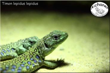 other lizards kaufen und verkaufen Photo: Podarcis s. siculus - Podarcis s.paulae - Timon l.lepidus High Blue other lizards kaufen und verkaufen Photo: Podarcis s. siculus - Podarcis s.paulae - Timon l.lepidus High Blue