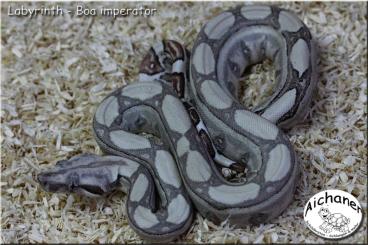 Boas kaufen und verkaufen Foto: Blood - Sunglow Leopard - IMG Sunglow VPI - Labyrinth het.vpi Boas kaufen und verkaufen Foto: Blood - Sunglow Leopard - IMG Sunglow VPI - Labyrinth het.vpi