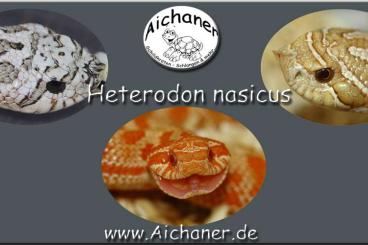 Colubrids kaufen und verkaufen Photo: Wir suchen Nachzuchten "2023/2024/2025" - "Heterodon nasicus" Colubrids kaufen und verkaufen Photo: Wir suchen Nachzuchten "2023/2024/2025" - "Heterodon nasicus"