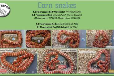 Nattern ungiftige kaufen und verkaufen Foto: Fluorescent Red Whitehatch + het.whitehatch (Proven Breeder + 2024) Nattern ungiftige kaufen und verkaufen Foto: Fluorescent Red Whitehatch + het.whitehatch (Proven Breeder + 2024)