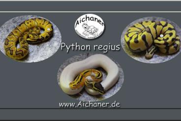 Ball Pythons kaufen und verkaufen Photo: Bobingen - Ulm - Hamm - Python regius (Proven Breeder) Ball Pythons kaufen und verkaufen Photo: Bobingen - Ulm - Hamm - Python regius (Proven Breeder)