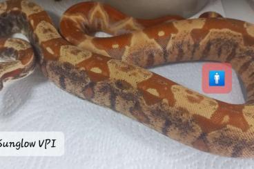 Boas kaufen und verkaufen Photo: Bobingen - Ulm - Hamm - Boa imperator NZ 2024 Boas kaufen und verkaufen Photo: Bobingen - Ulm - Hamm - Boa imperator NZ 2024