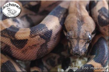 Boas kaufen und verkaufen Foto: Bobingen - Ulm - Hamm - Boa imperator NZ 2024 Boas kaufen und verkaufen Foto: Bobingen - Ulm - Hamm - Boa imperator NZ 2024