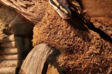 Ball Pythons kaufen und verkaufen Photo: Königspython sucht neues Zuhause