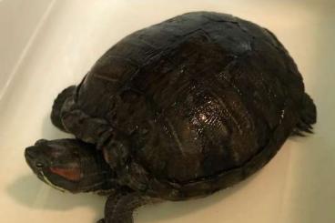 Sumpfschildkröten kaufen und verkaufen Foto: 2 (ausgewachsene) Rotwangenschmuckschildkröten