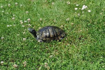 Schildkröten  kaufen und verkaufen Foto: Wasserschildkröte abzugeben in gute Hände