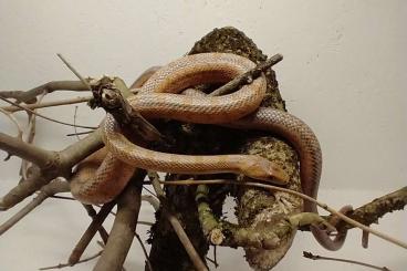 Nattern ungiftige  kaufen und verkaufen Foto: 1.0 Baird's Kletternatter - Pantherophis bairdi 2021