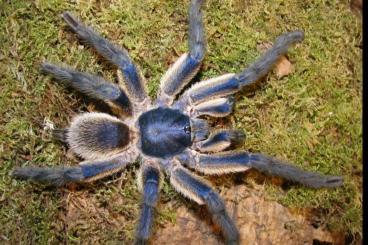 - bird spiders kaufen und verkaufen Photo: Verkaufe Monocentropus balfouri 