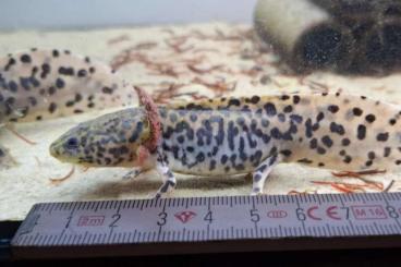 Schwanzlurche kaufen und verkaufen Foto: Verkaufe Ambystoma andersonii 