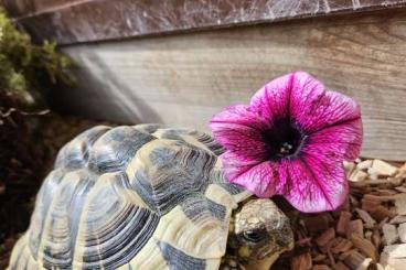 Schildkröten  kaufen und verkaufen Foto: Schildkrötenpärchen abzugeben 