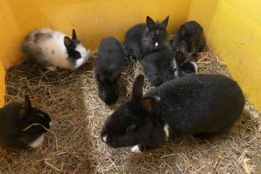 Futtertiere kaufen und verkaufen Foto: Kaninchen und Meerschweinchen 