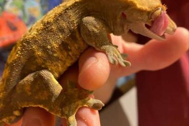 Geckos kaufen und verkaufen Photo: Kronengecko Hazel 0.1 weiblich (correlophus cilliatus)