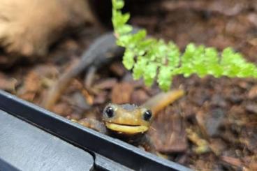 Molche kaufen und verkaufen Photo: Roter Krokodilmolch Pärchen Molche kaufen und verkaufen Photo: Roter Krokodilmolch Pärchen